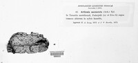 Arthonia marmorata image
